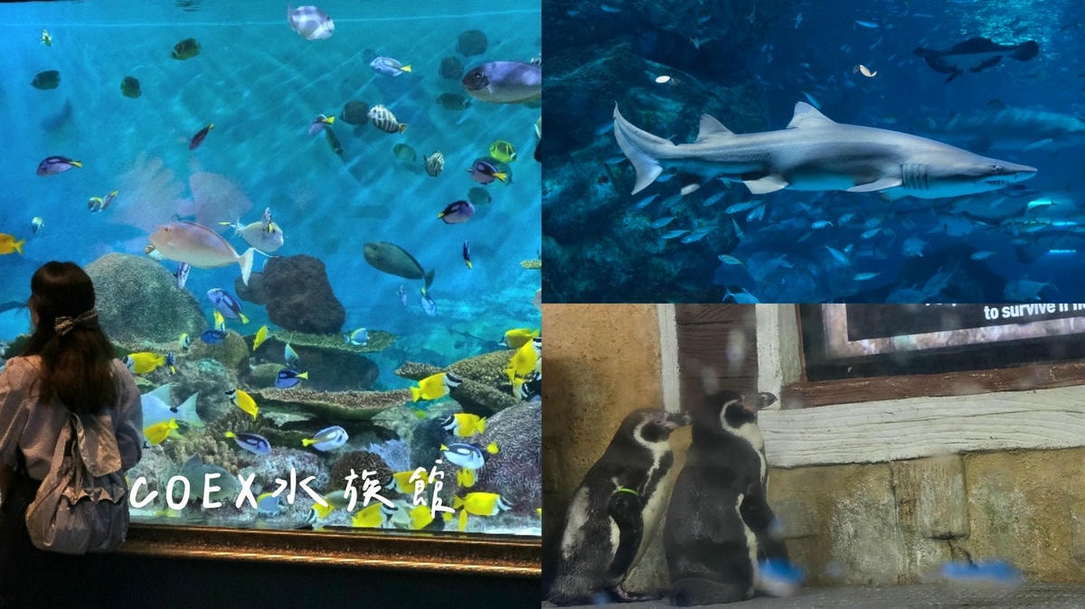 【星空圖書館】交通.開放時間.怎麼拍全攻略。首爾COEX MALL三層樓高書牆。江南三成站文青免費景點! - 第14張圖 星空圖書館一日遊順遊建議,下午去COEX水族館