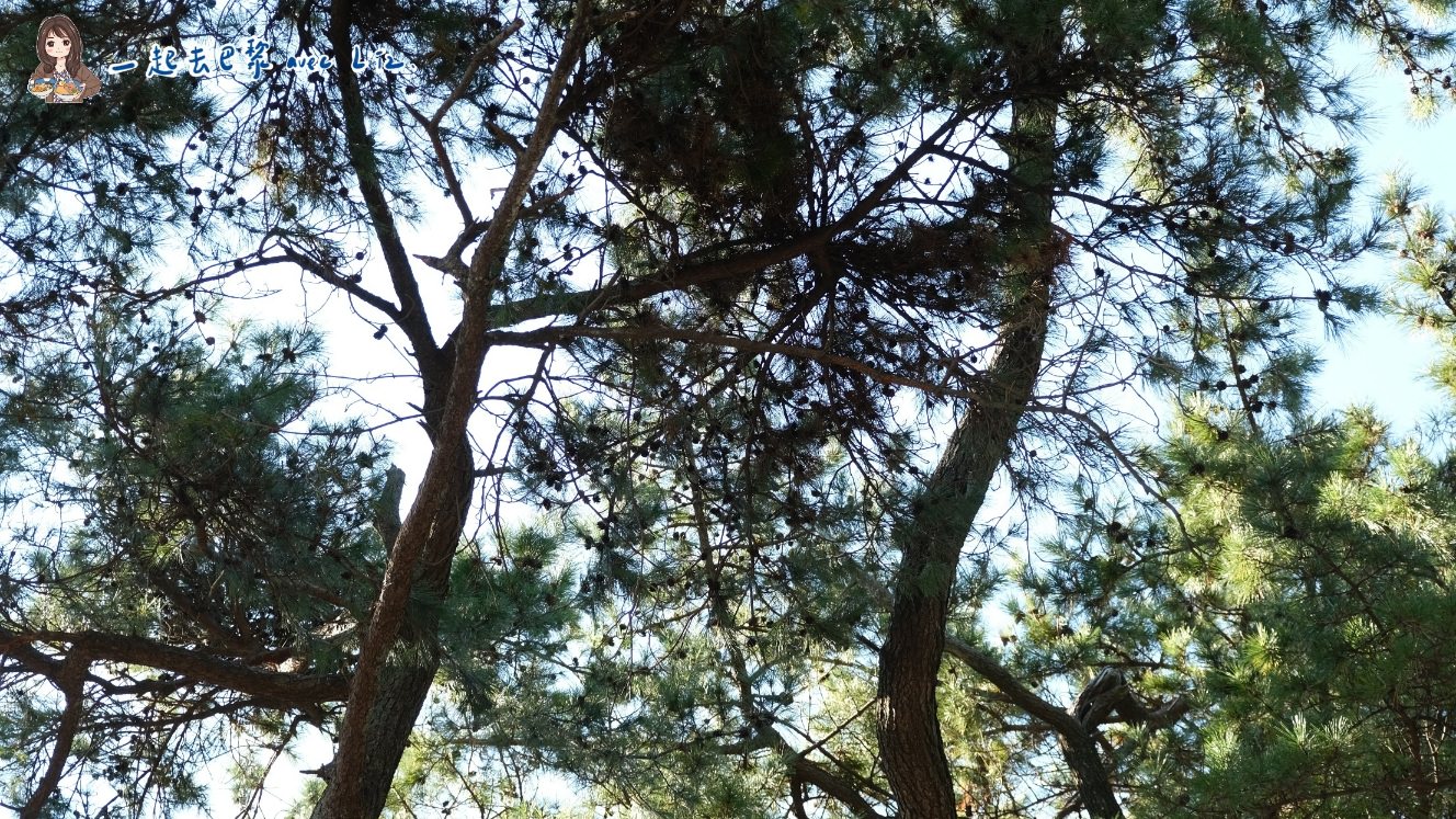韓國釜山自由行景點 岩南公園 (암남공원) 秋日尾巴散散步、賞紅楓