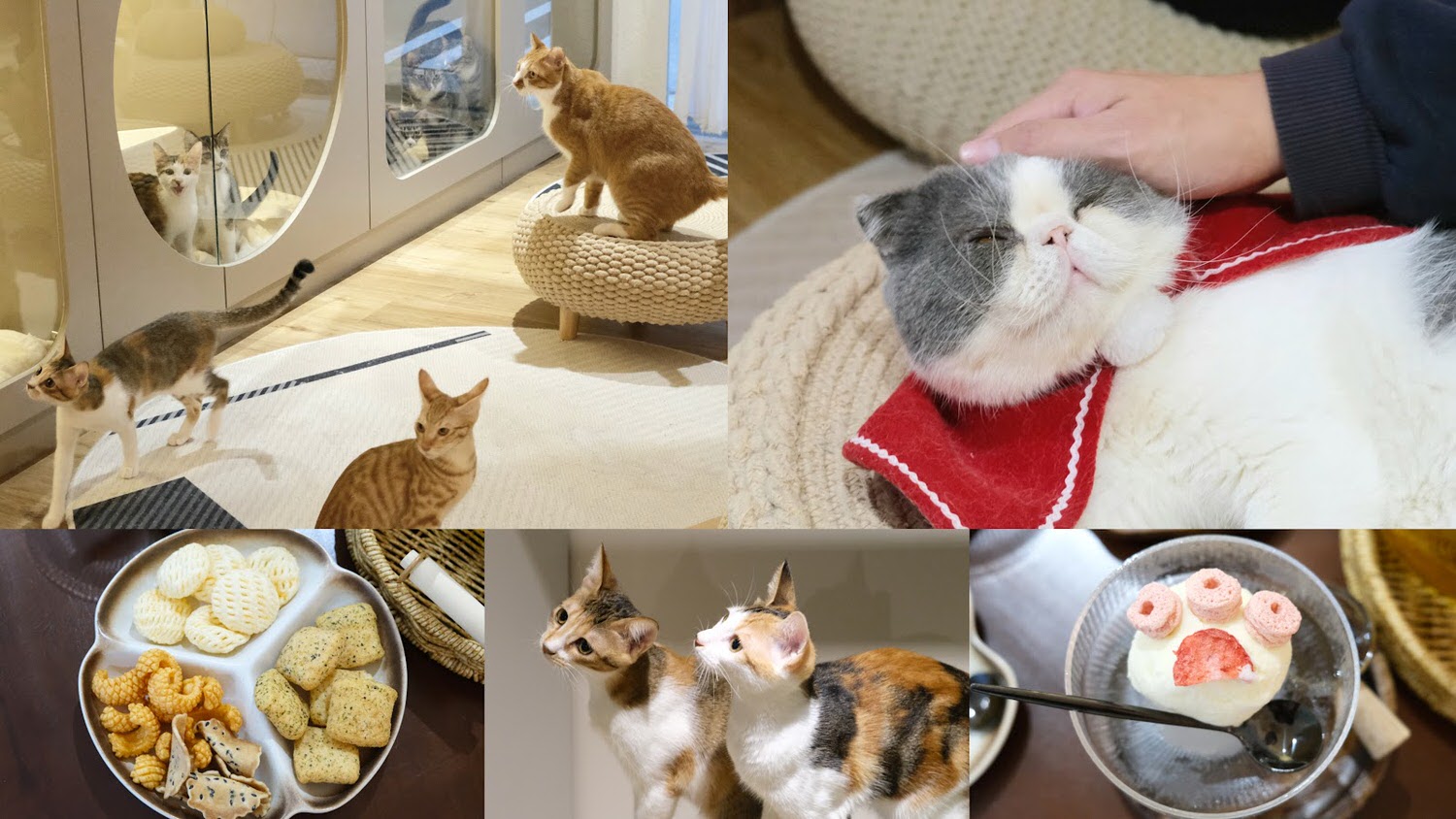 5家大台北貓咪餐廳咖啡廳推薦！40隻貓咪中途咖啡廳/特色貓咪酒吧/布偶貓