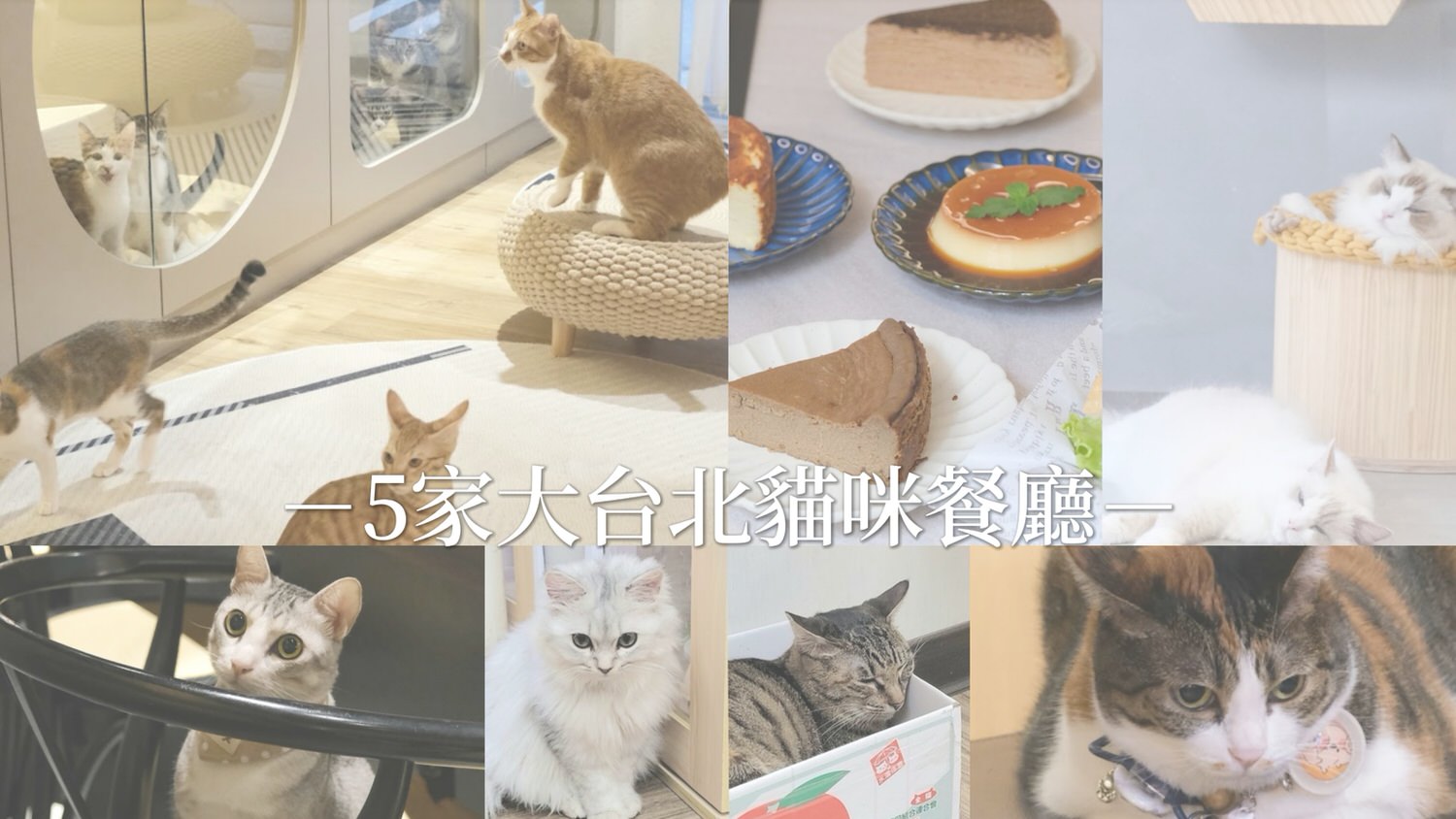 5家大台北貓咪餐廳咖啡廳推薦！40隻貓咪中途咖啡廳/特色貓咪酒吧/布偶貓