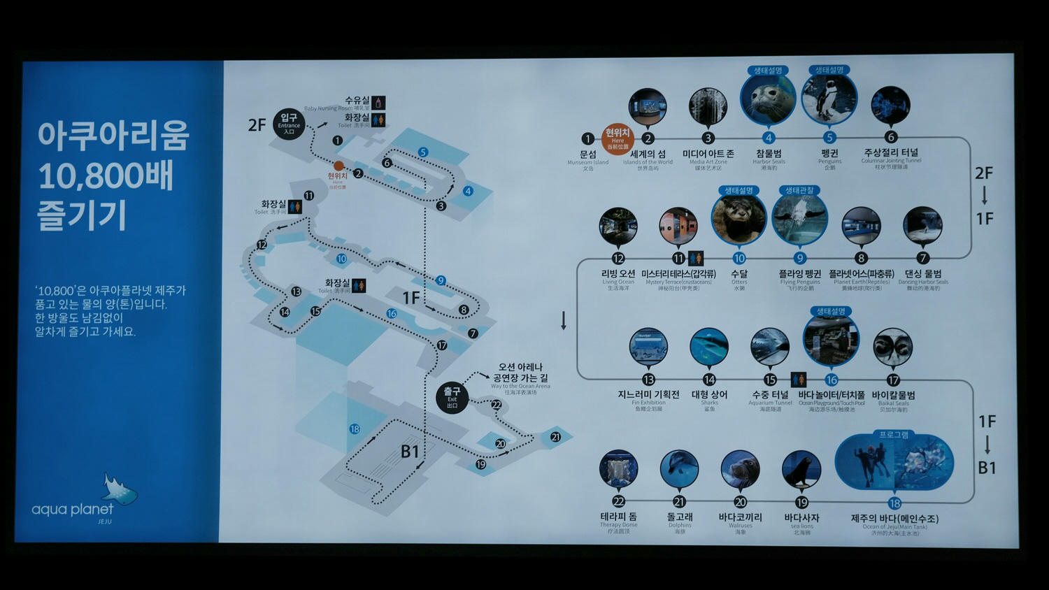 濟州島Aqua Planet 韓國最大水族館/海底隧道、魚種豐富/還有海洋劇場表演! - 第5張圖