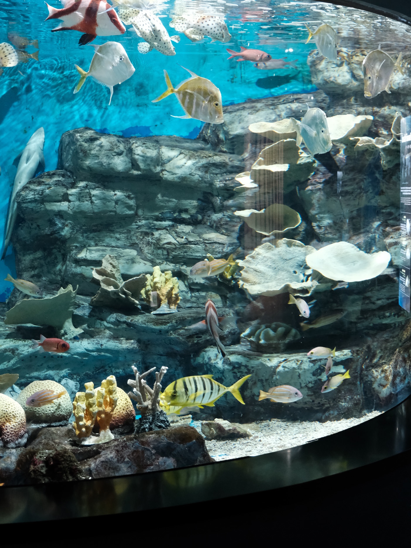 濟州島Aqua Planet 韓國最大水族館/海底隧道、魚種豐富/還有海洋劇場表演! - 第8張圖