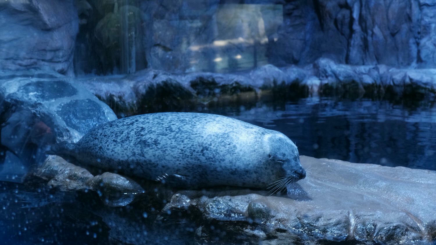 濟州島Aqua Planet 韓國最大水族館/海底隧道、魚種豐富/還有海洋劇場表演! - 第7張圖