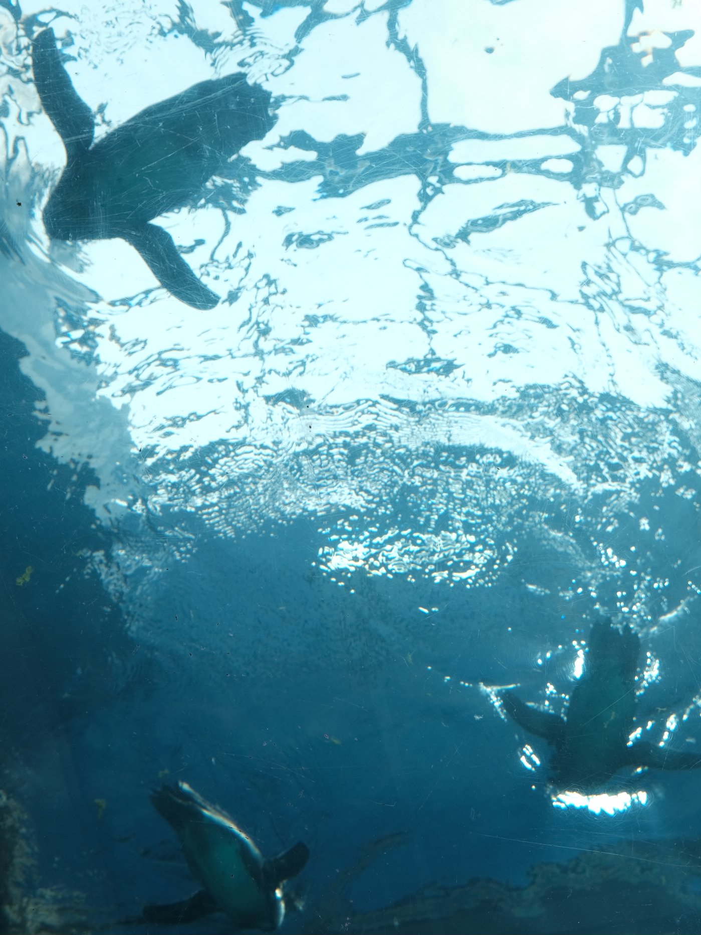濟州島Aqua Planet 韓國最大水族館/海底隧道、魚種豐富/還有海洋劇場表演! - 第12張圖