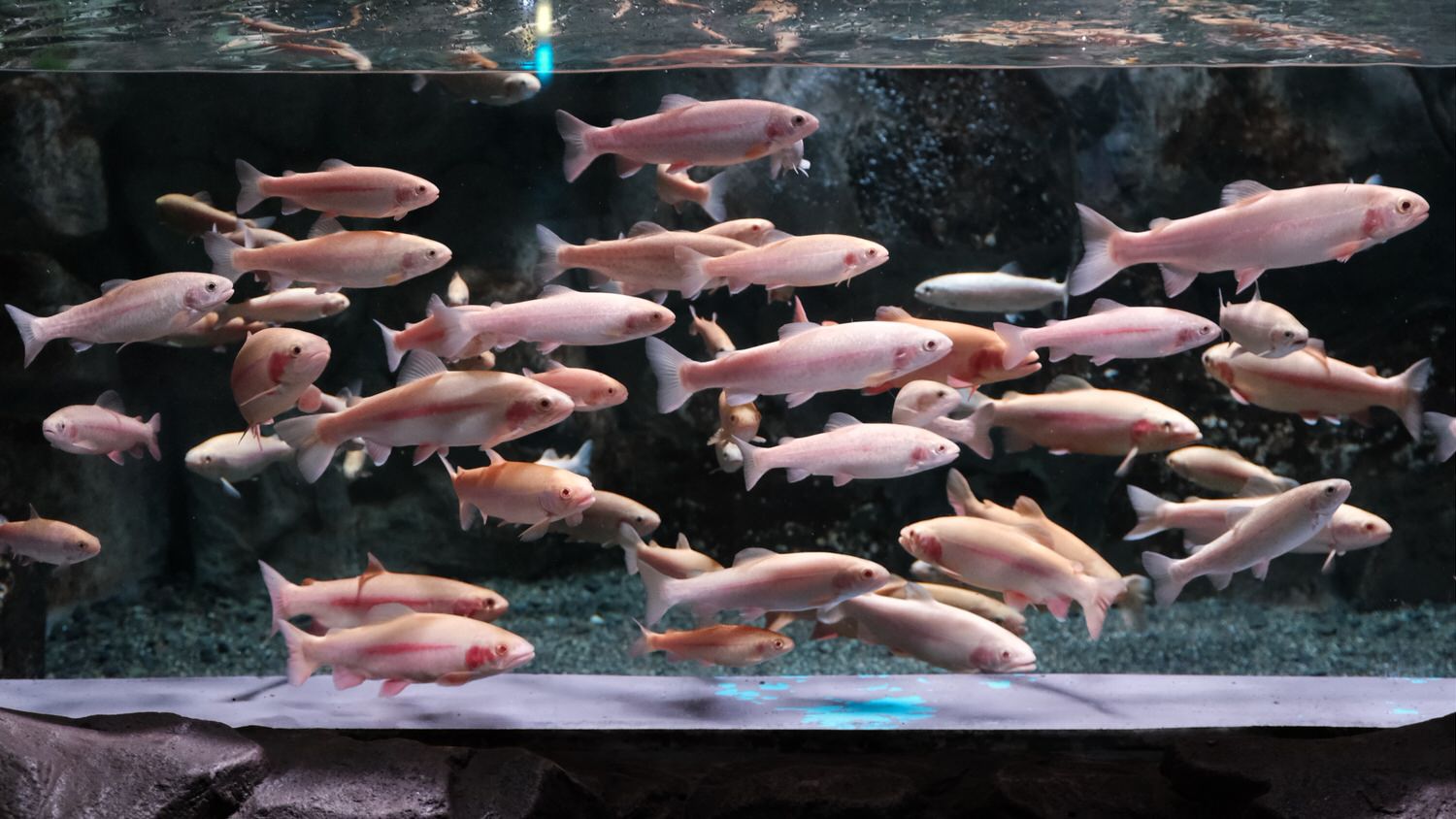 濟州島Aqua Planet 韓國最大水族館/海底隧道、魚種豐富/還有海洋劇場表演! - 第15張圖