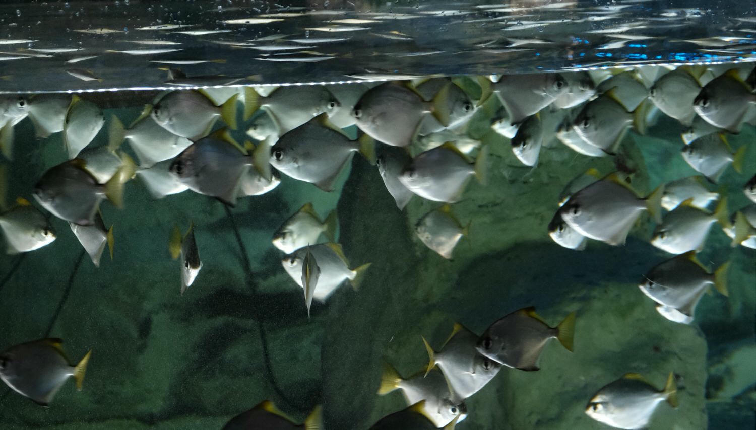 濟州島Aqua Planet 韓國最大水族館/海底隧道、魚種豐富/還有海洋劇場表演! - 第14張圖