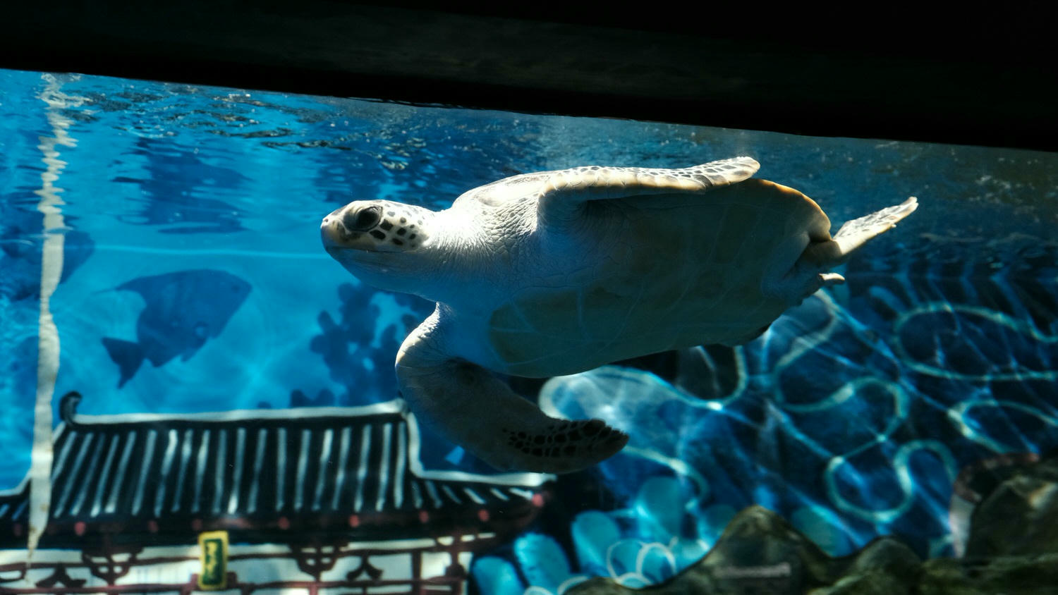 濟州島Aqua Planet 韓國最大水族館/海底隧道、魚種豐富/還有海洋劇場表演! - 第28張圖
