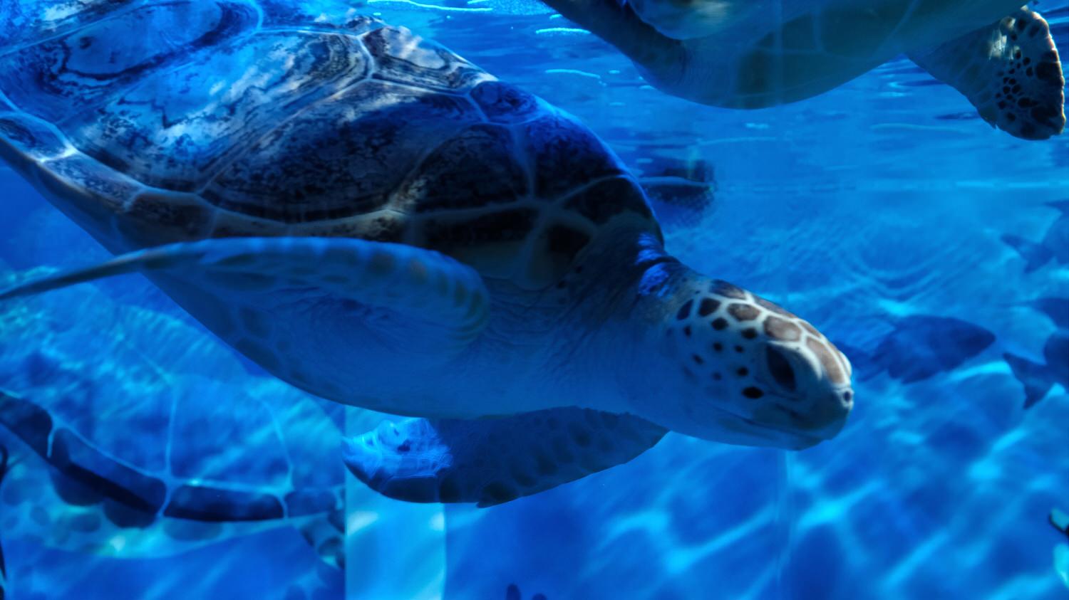 濟州島Aqua Planet 韓國最大水族館/海底隧道、魚種豐富/還有海洋劇場表演! - 第16張圖