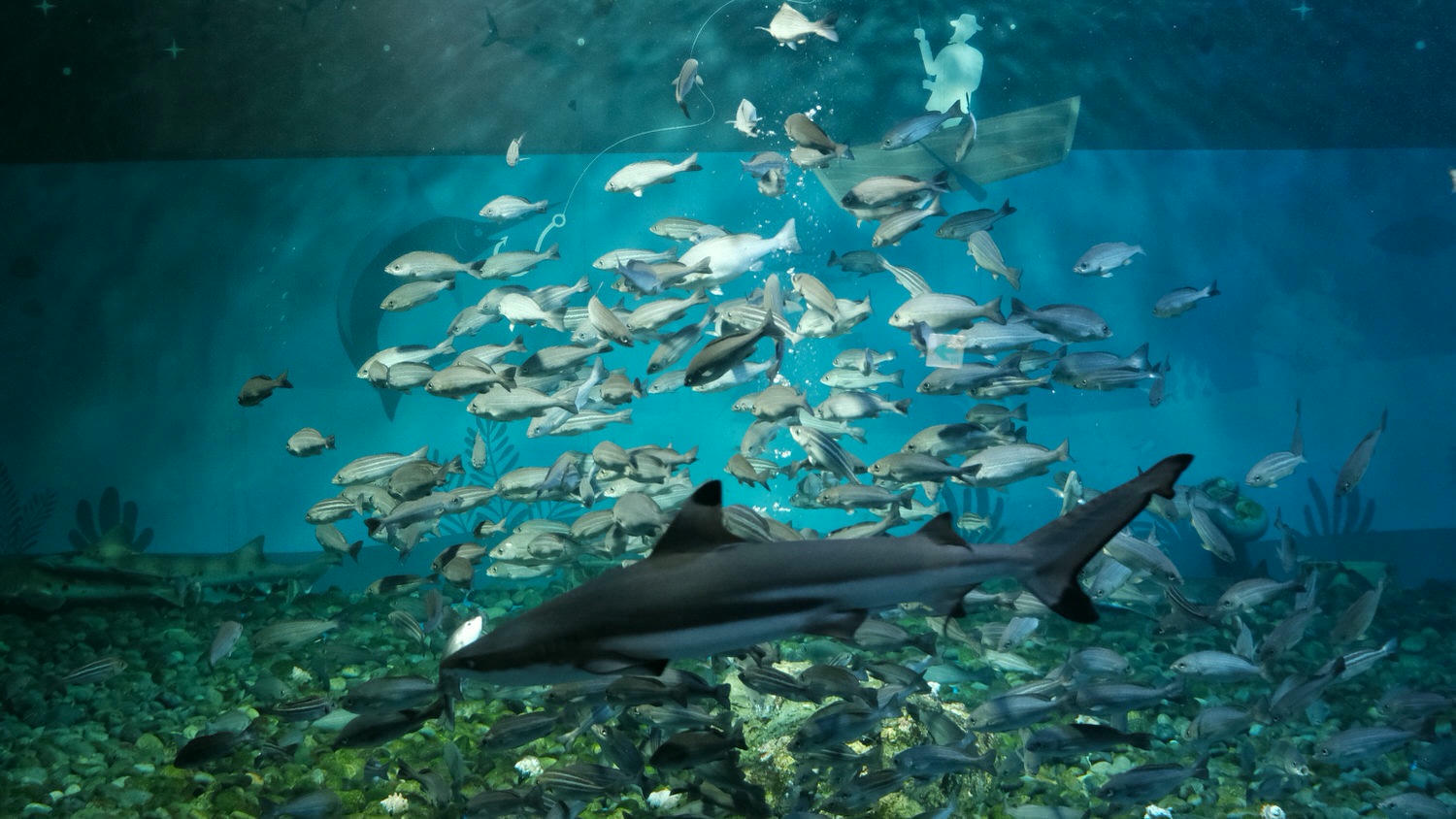 濟州島Aqua Planet 韓國最大水族館/海底隧道、魚種豐富/還有海洋劇場表演! - 第17張圖