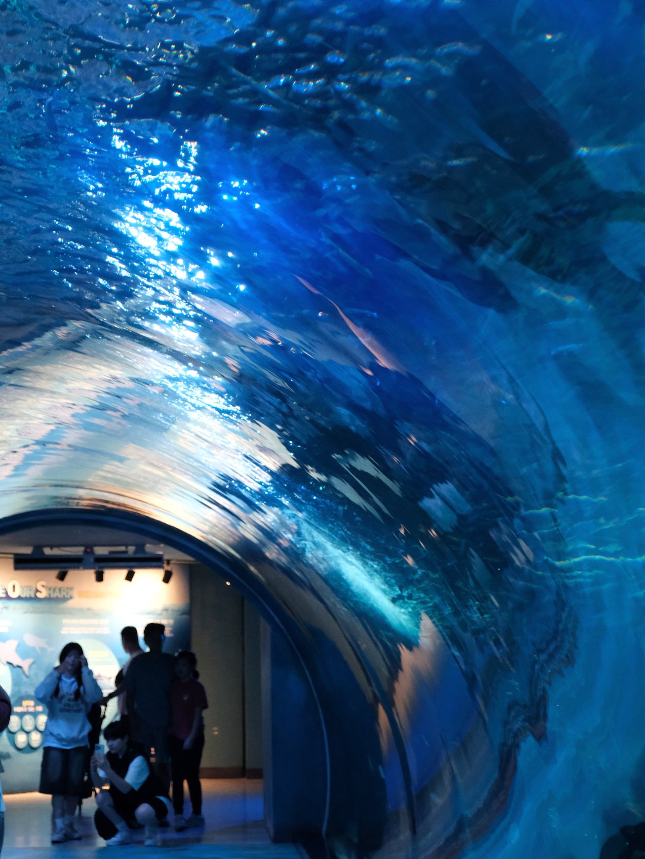濟州島Aqua Planet 韓國最大水族館/海底隧道、魚種豐富/還有海洋劇場表演! - 第19張圖