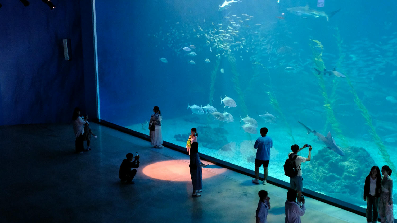 濟州島Aqua Planet 韓國最大水族館/海底隧道、魚種豐富/還有海洋劇場表演! - 第21張圖