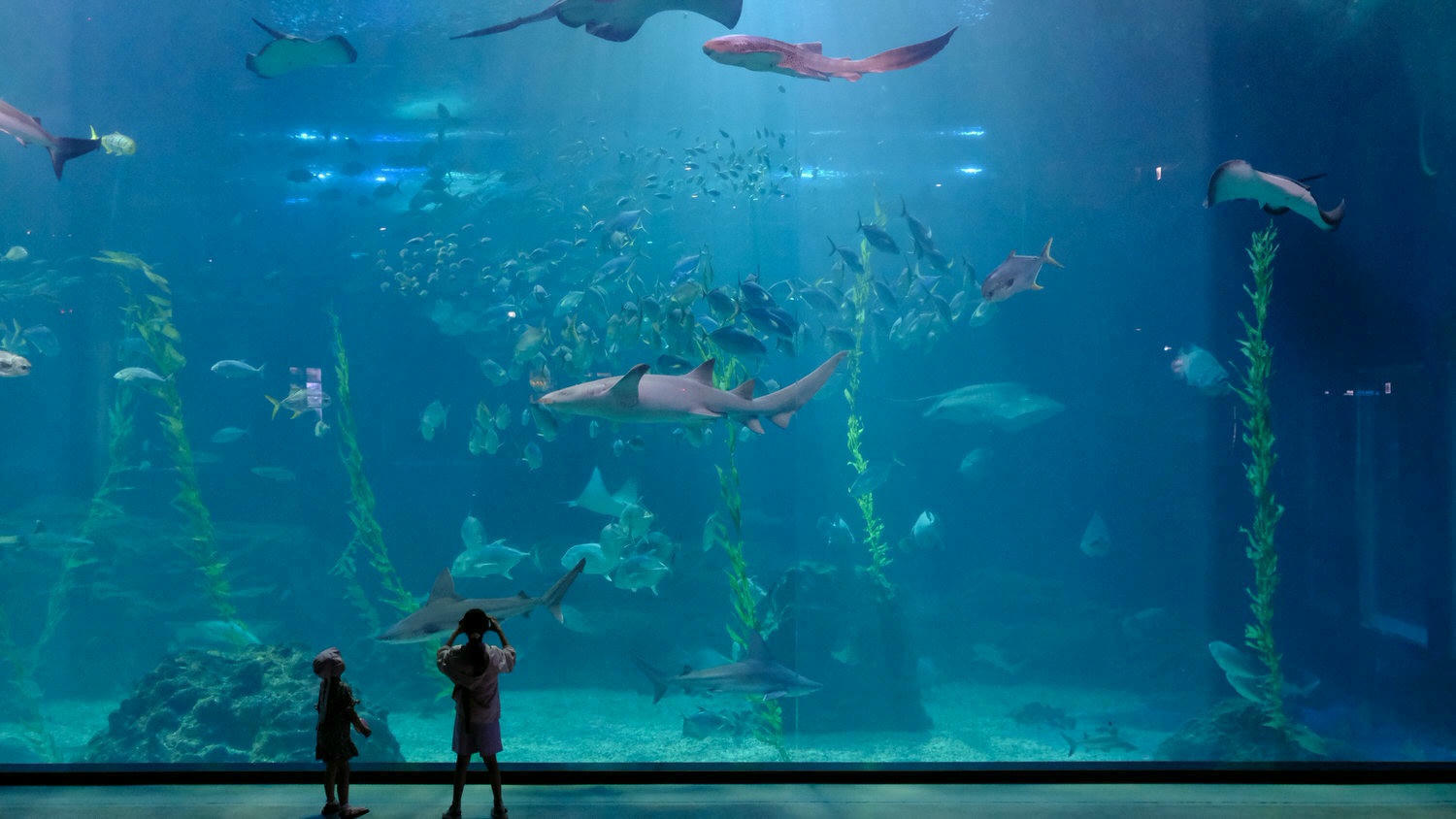 濟州島Aqua Planet 韓國最大水族館/海底隧道、魚種豐富/還有海洋劇場表演! - 第22張圖