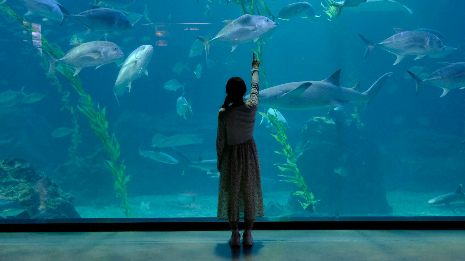 濟州島Aqua Planet 韓國最大水族館/海底隧道、魚種豐富/還有海洋劇場表演! - 第23張圖