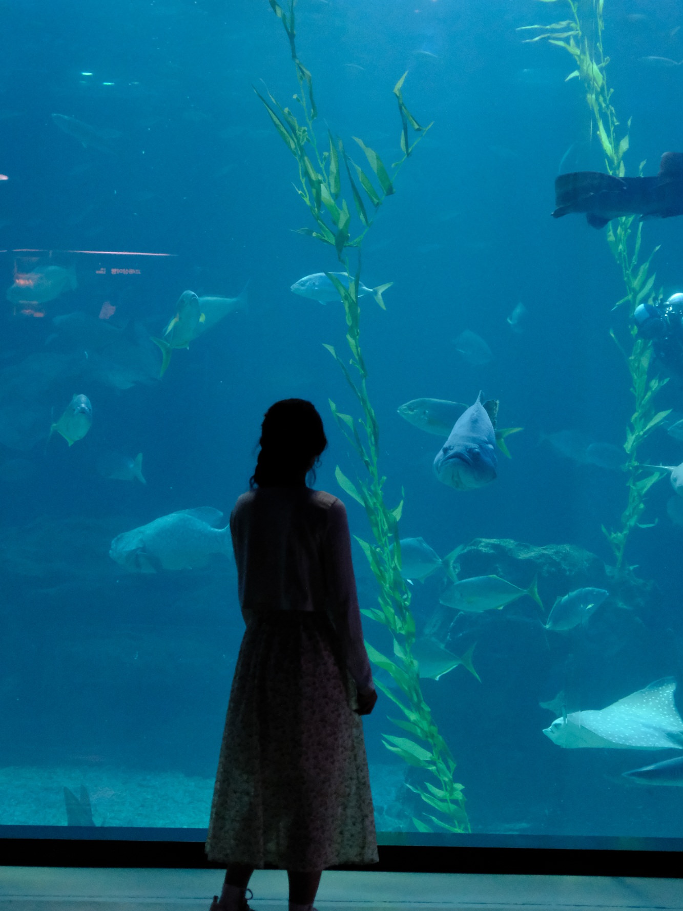 濟州島Aqua Planet 韓國最大水族館/海底隧道、魚種豐富/還有海洋劇場表演! - 第25張圖
