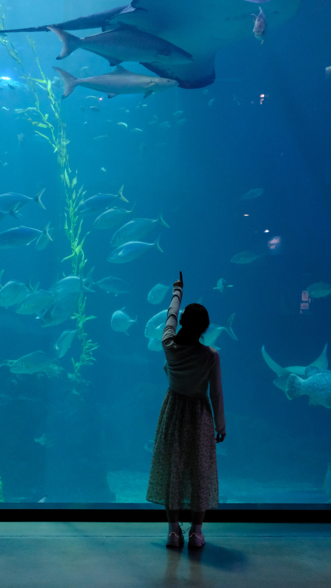 濟州島Aqua Planet 韓國最大水族館/海底隧道、魚種豐富/還有海洋劇場表演! - 第26張圖