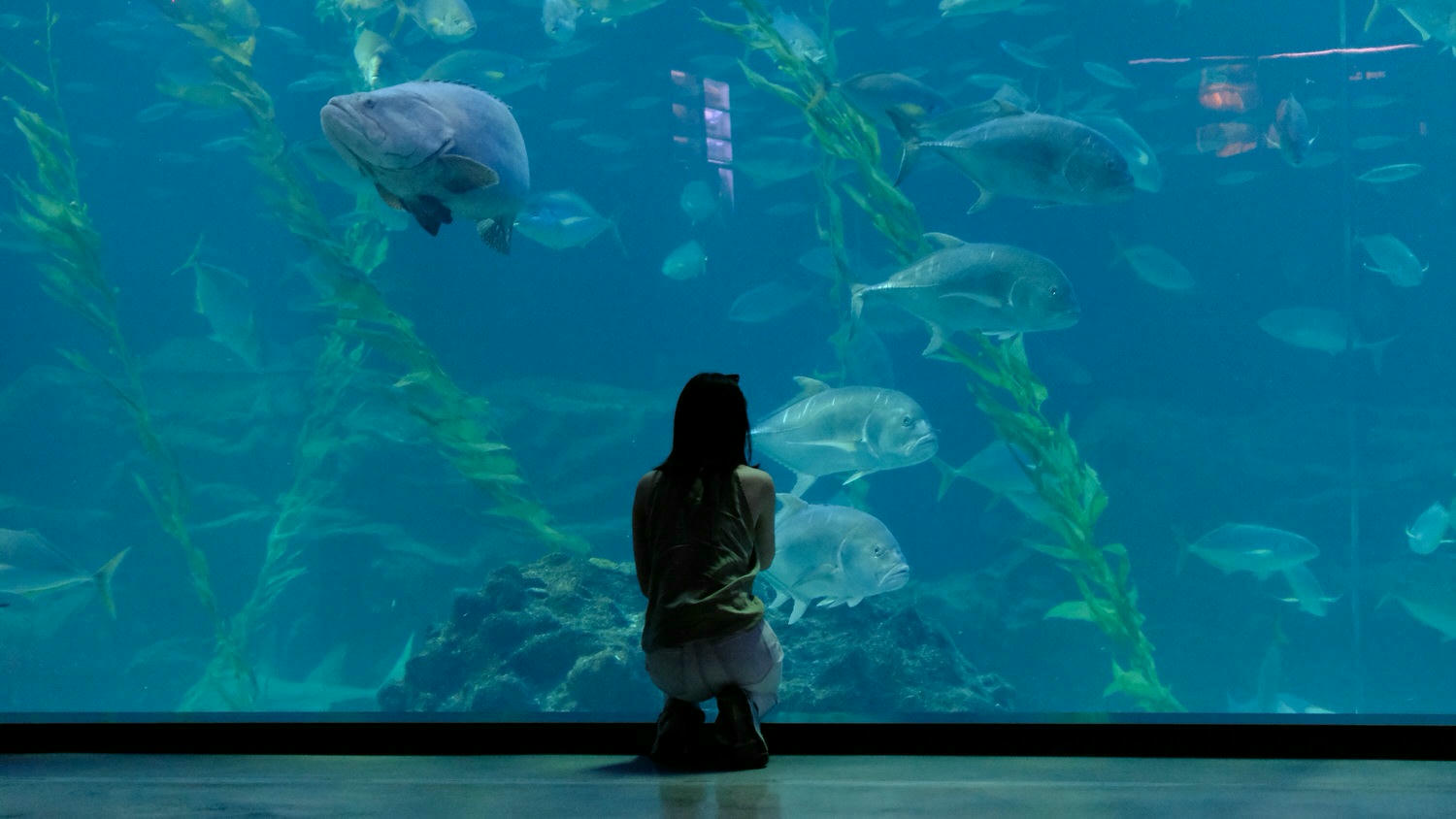 濟州島Aqua Planet 韓國最大水族館/海底隧道、魚種豐富/還有海洋劇場表演! - 第24張圖