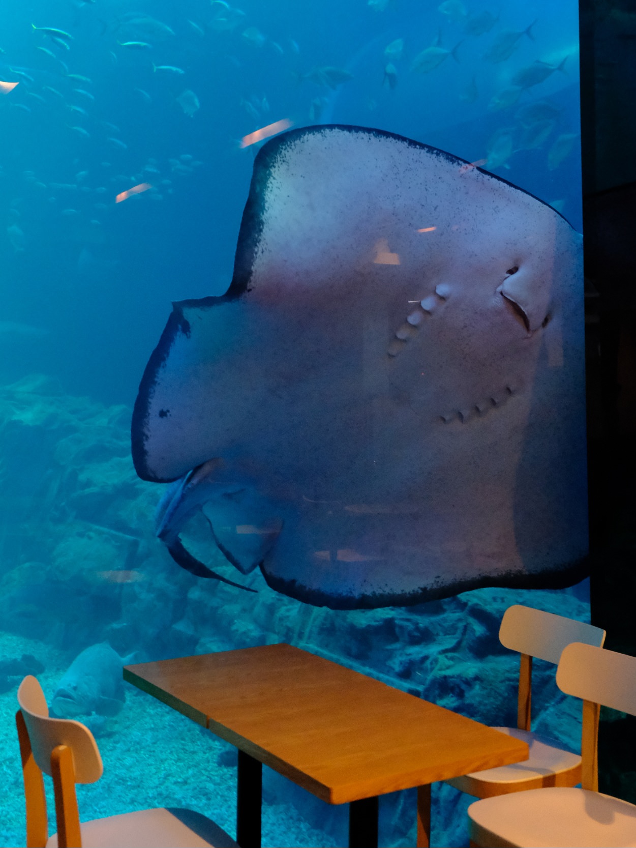 濟州島Aqua Planet 韓國最大水族館/海底隧道、魚種豐富/還有海洋劇場表演! - 第27張圖