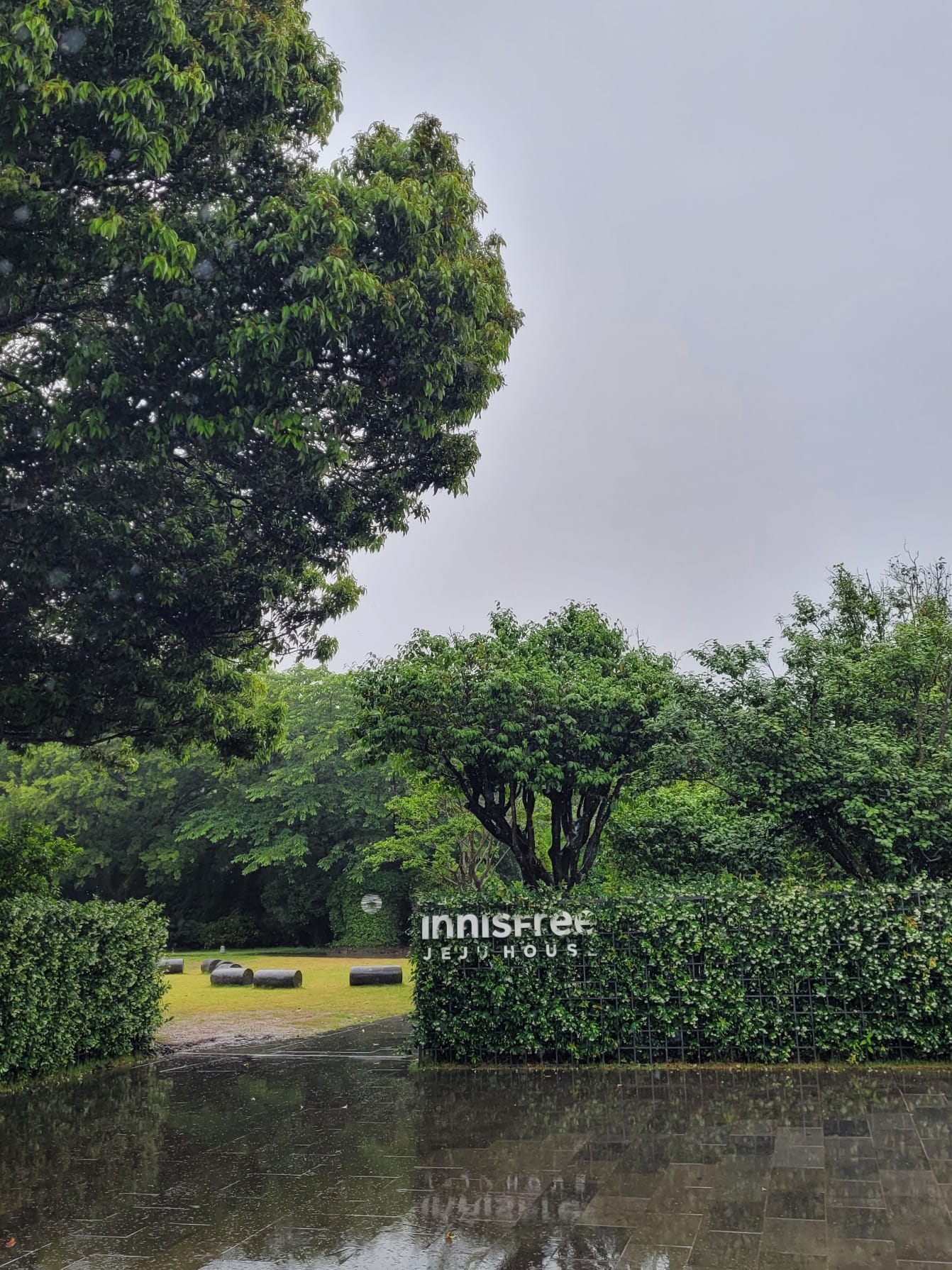 濟州島OSULLOC 雪綠茶博物館吃茶甜點看茶園,還有Innisfree 濟州小屋可以逛! - 第1張圖