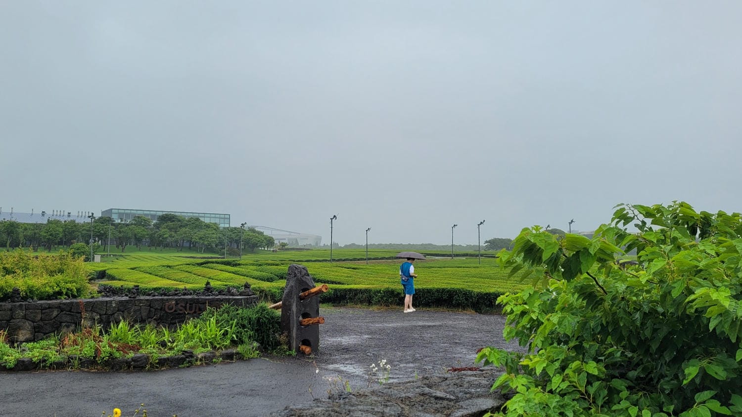 濟州島OSULLOC 雪綠茶博物館吃茶甜點看茶園,還有Innisfree 濟州小屋可以逛! - 第12張圖