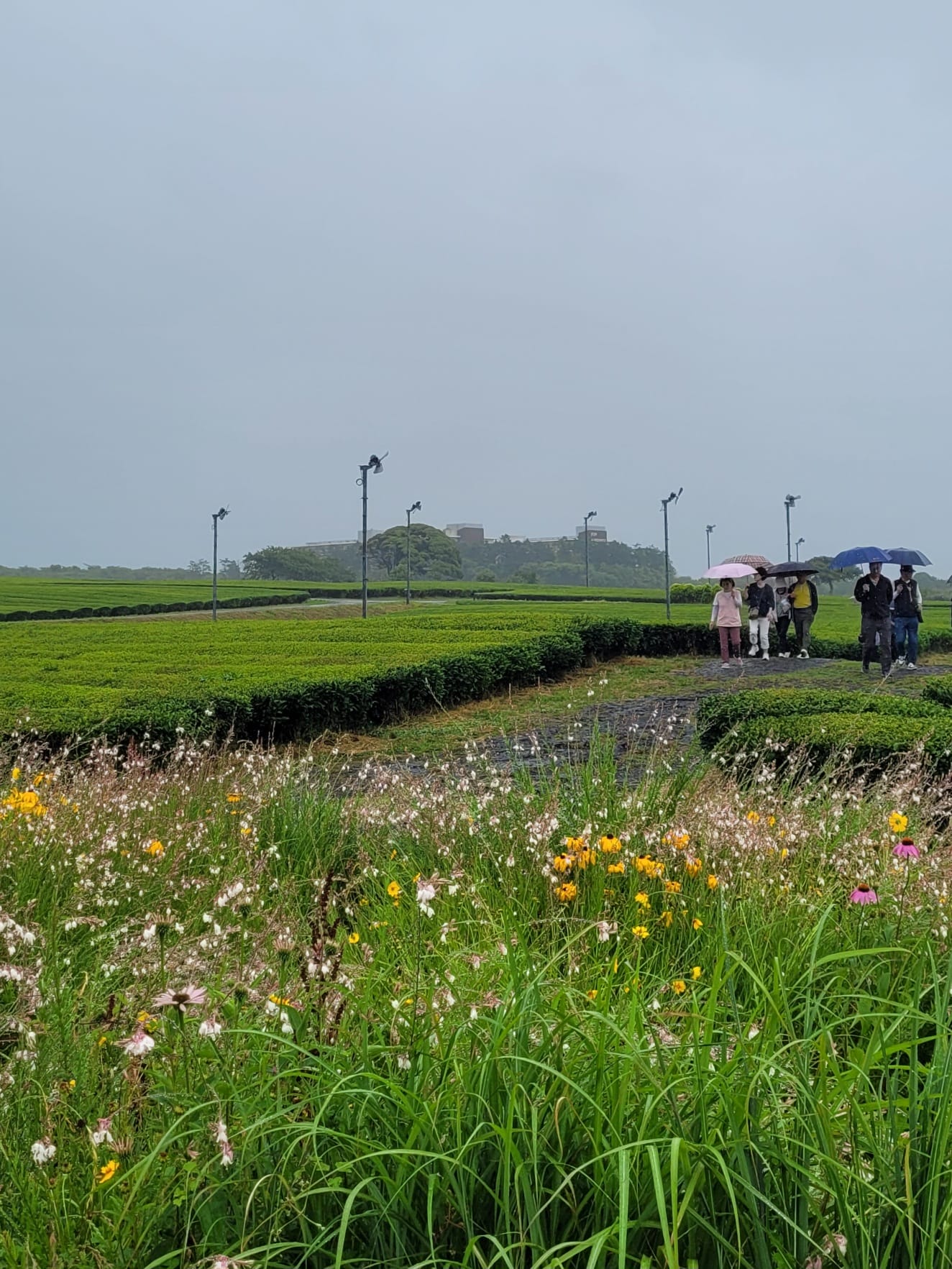 濟州島OSULLOC 雪綠茶博物館吃茶甜點看茶園,還有Innisfree 濟州小屋可以逛! - 第13張圖