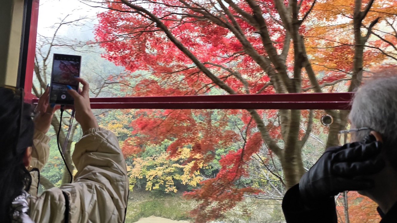 【京都嵐山小火車】櫻花、楓葉季必搭人氣觀光列車!訂票預約教學、座位、交通攻略一篇搞定 - 第23張圖