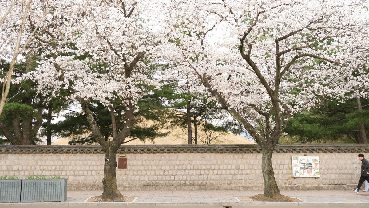 【慶州一日遊】7個慶州景點/詳細行程規劃/交通及景點地圖下載。特色活動和住宿,跟著我這樣玩! - 第26張圖 慶州櫻花