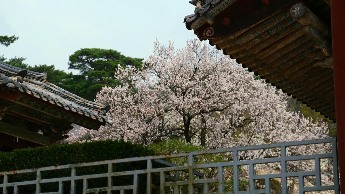慶州景點 佛國寺賞櫻花
