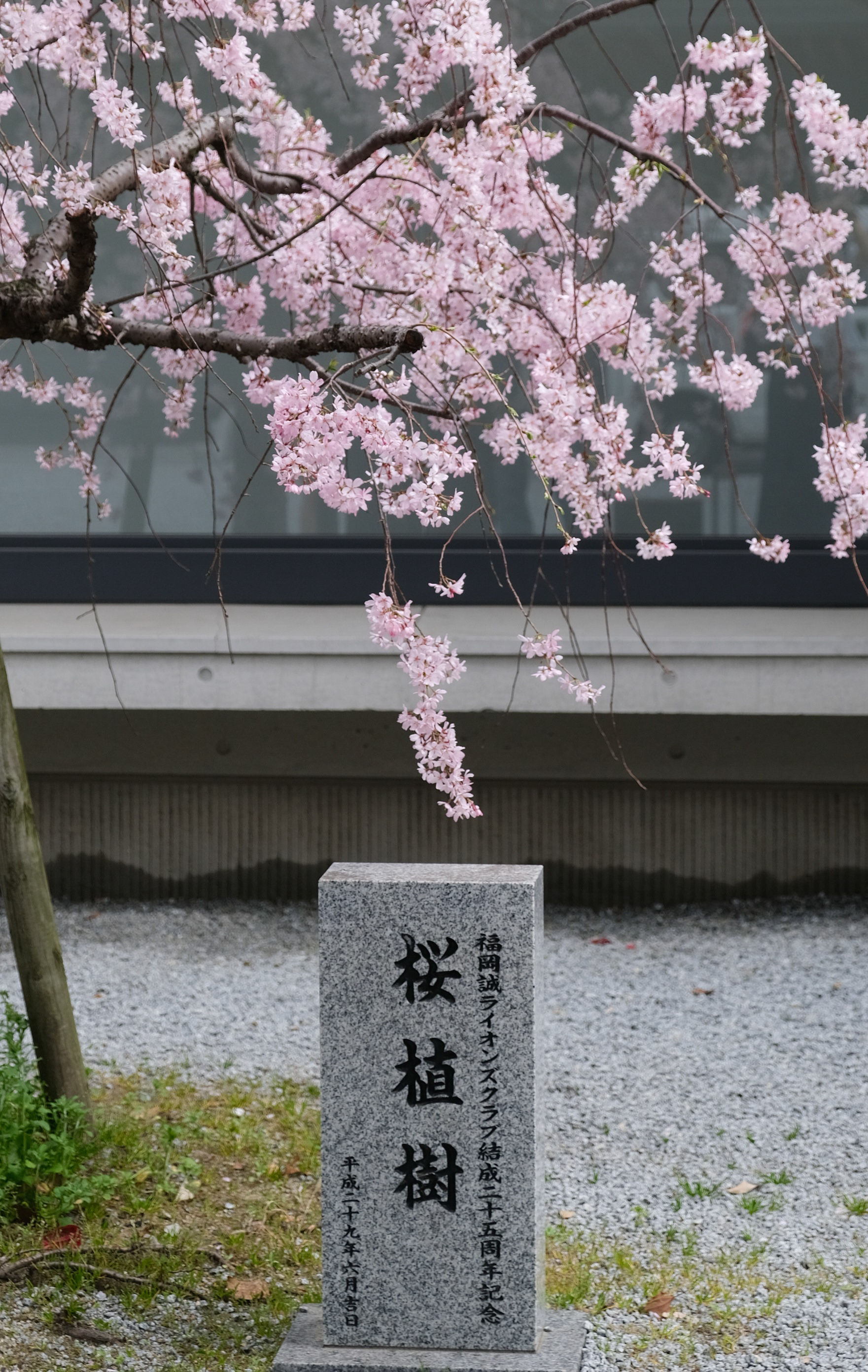 福岡藍瓶 旁邊的警固神社