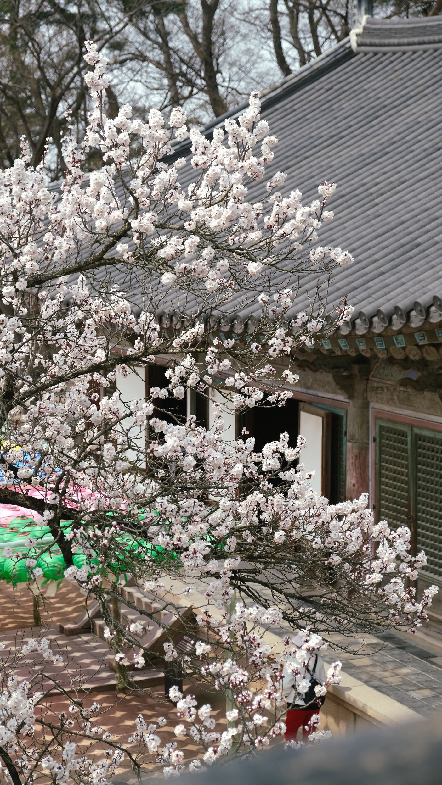 【慶州佛國寺】交通方式、一日遊行程,慶州很值得訪的世界文化遺產! - 第19張圖