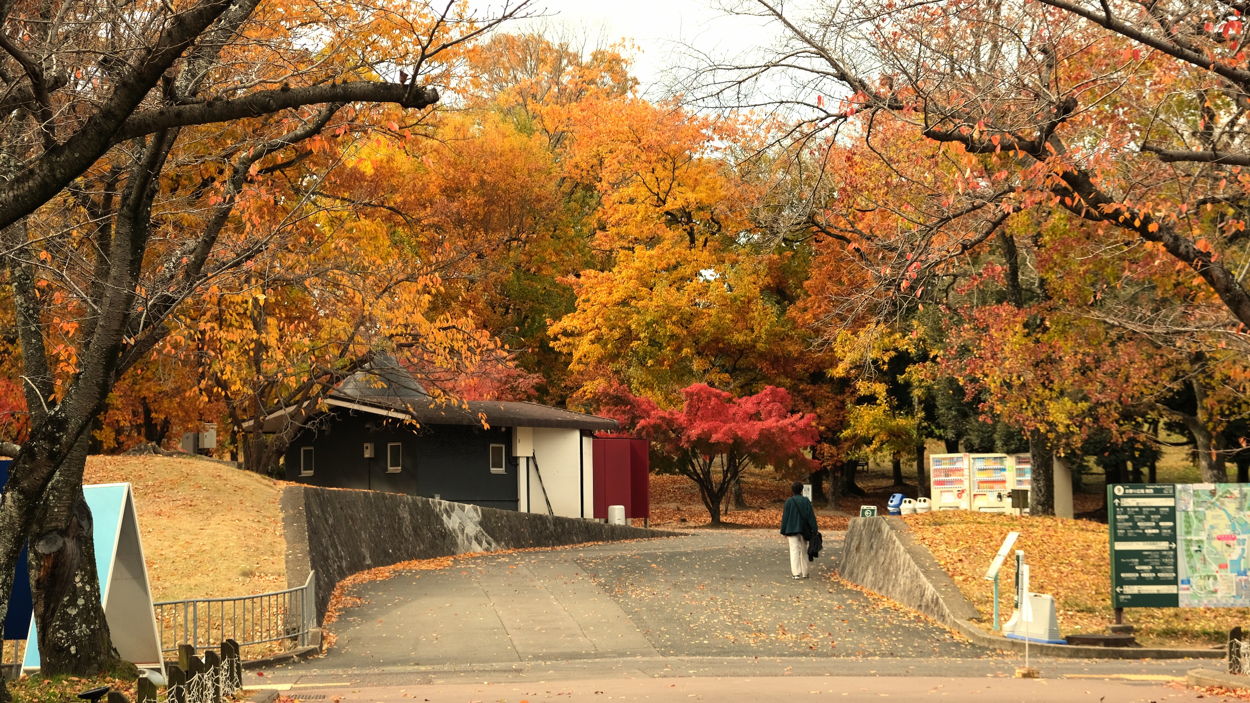 大阪萬博紀念公園值得去嗎?還有太陽之塔。交通/門票/秋天楓葉完整攻略! - 第11張圖 萬博紀念公園:秋天楓葉、公園景色看點整理!