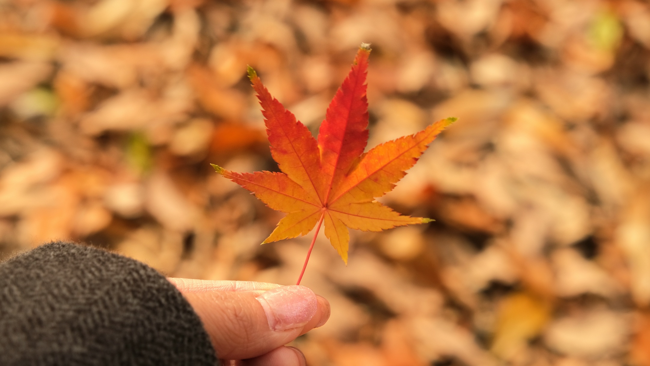 大阪萬博紀念公園值得去嗎?還有太陽之塔。交通/門票/秋天楓葉完整攻略! - 第15張圖 萬博紀念公園:秋天楓葉、公園景色看點整理!