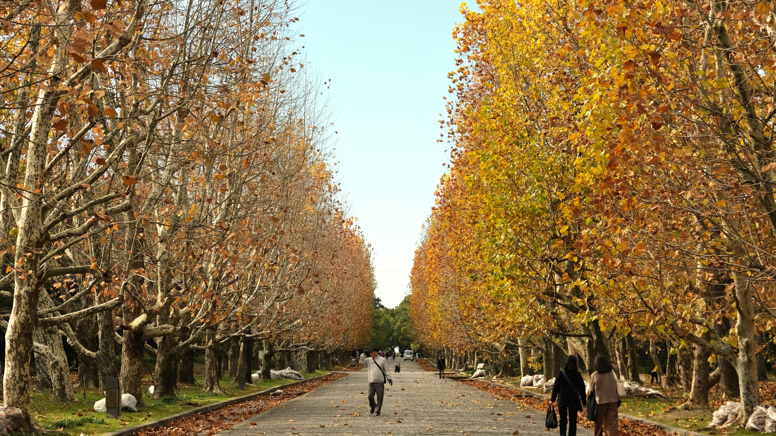 大阪萬博紀念公園值得去嗎?還有太陽之塔。交通/門票/秋天楓葉完整攻略! - 第18張圖 萬博紀念公園:秋天楓葉、公園景色看點整理!