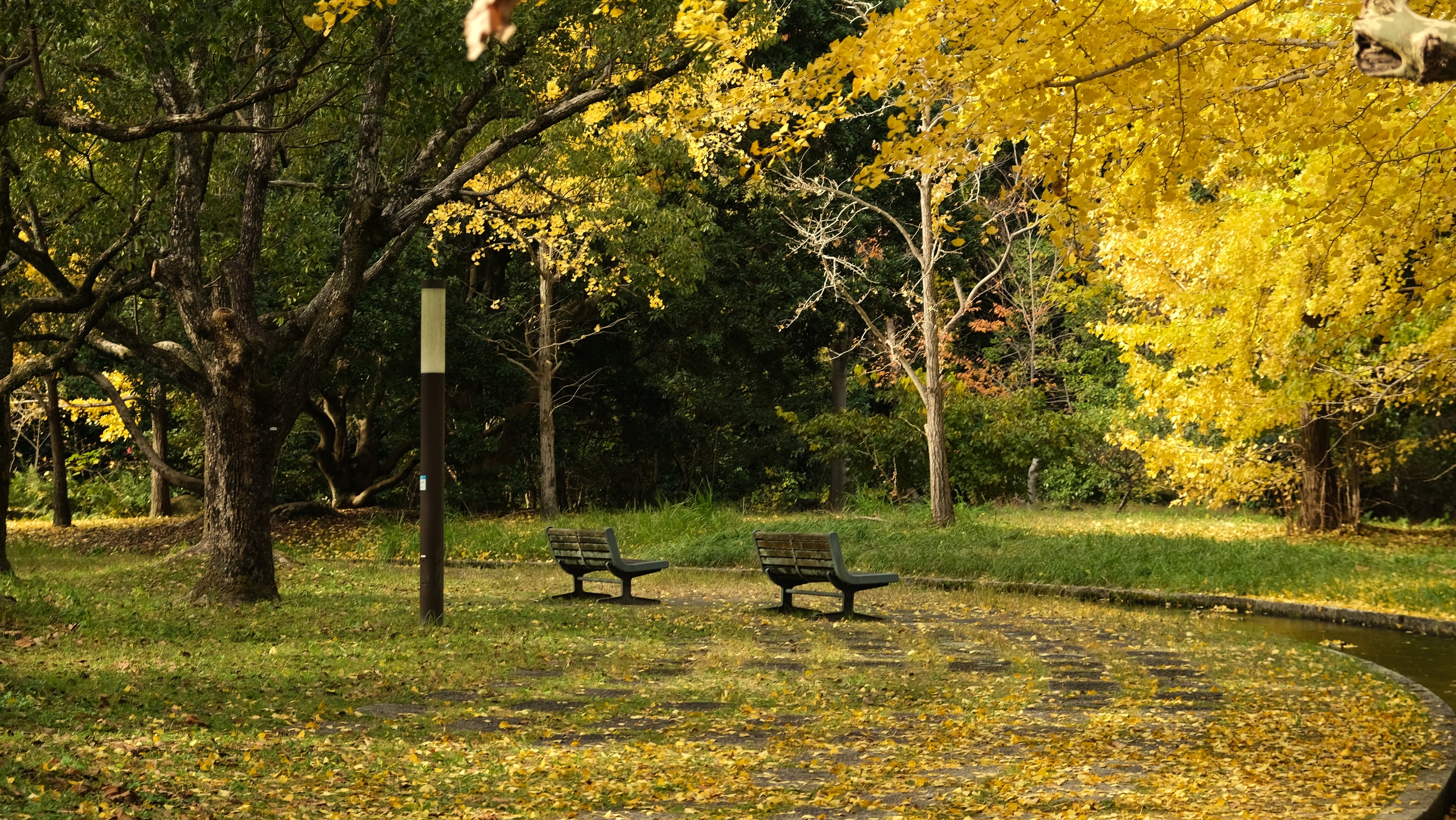 大阪萬博紀念公園值得去嗎?還有太陽之塔。交通/門票/秋天楓葉完整攻略! - 第19張圖 萬博紀念公園:秋天楓葉、公園景色看點整理!