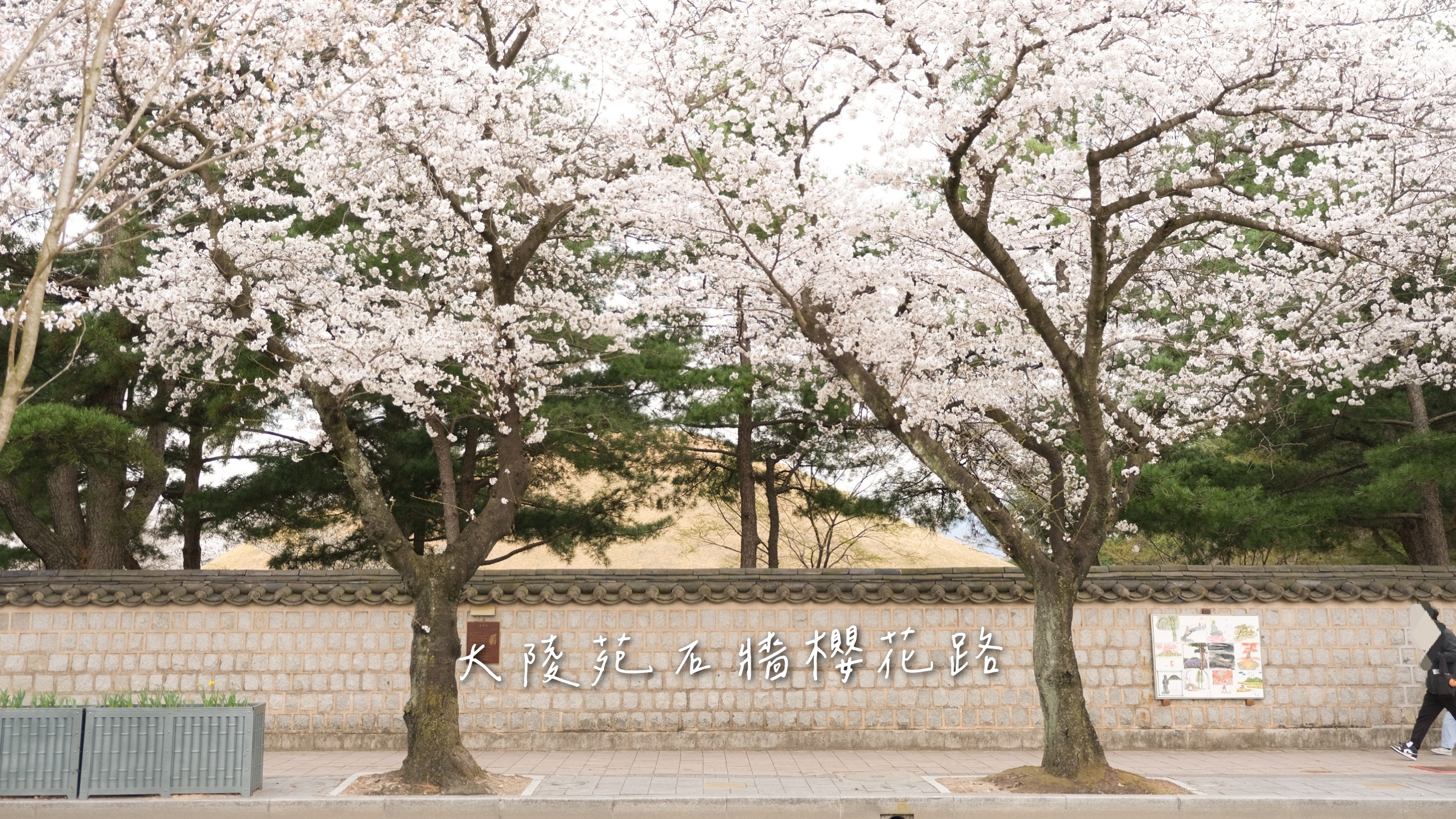 【慶州賞櫻景點】大陵苑石牆櫻花路，夢幻粉色浪漫公路、慶州櫻花慶典
