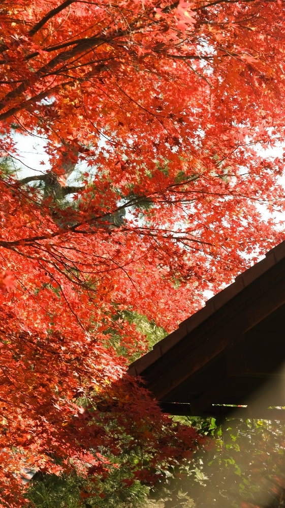 【京都嵐山賞楓】天龍寺4個點拍紅楓、避開人潮時間建議,京都世界遺產賞楓勝地! - 第18張圖 百花苑