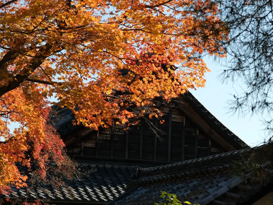 【京都嵐山賞楓】天龍寺4個點拍紅楓、避開人潮時間建議,京都世界遺產賞楓勝地! - 第16張圖 百花苑