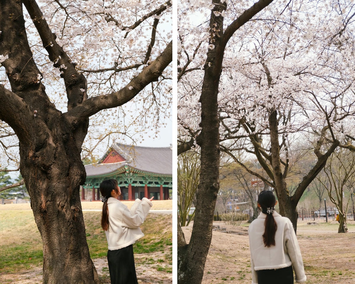 【釜山天氣攻略】天氣預報naver/四季穿著/雨備行程/適合的旅遊季節懶人包! - 第5張圖 釜山四季穿著建議、春秋天穿法