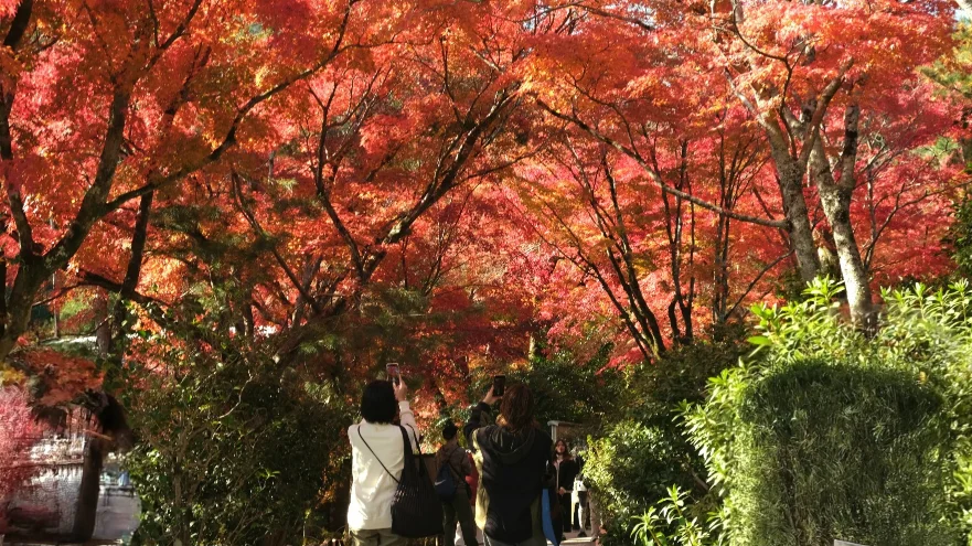 【京都嵐山賞楓】天龍寺4個點拍紅楓、避開人潮時間建議,京都世界遺產賞楓勝地! - 第1張圖 【京都嵐山賞楓】天龍寺4個點拍紅楓、避開人潮時間建議,京都世界遺產賞楓勝地!