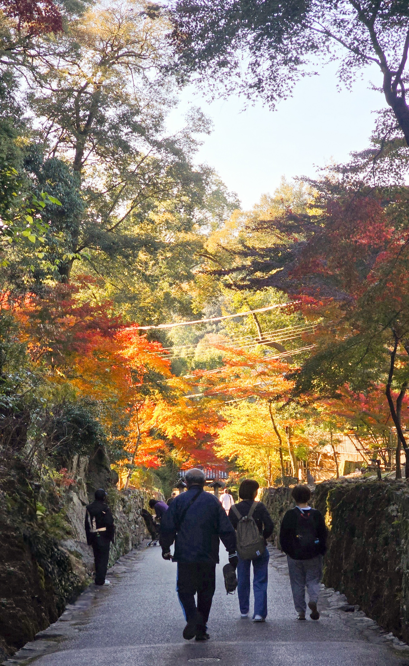 京都宇治佛德山興聖寺：上坡兩旁紅葉