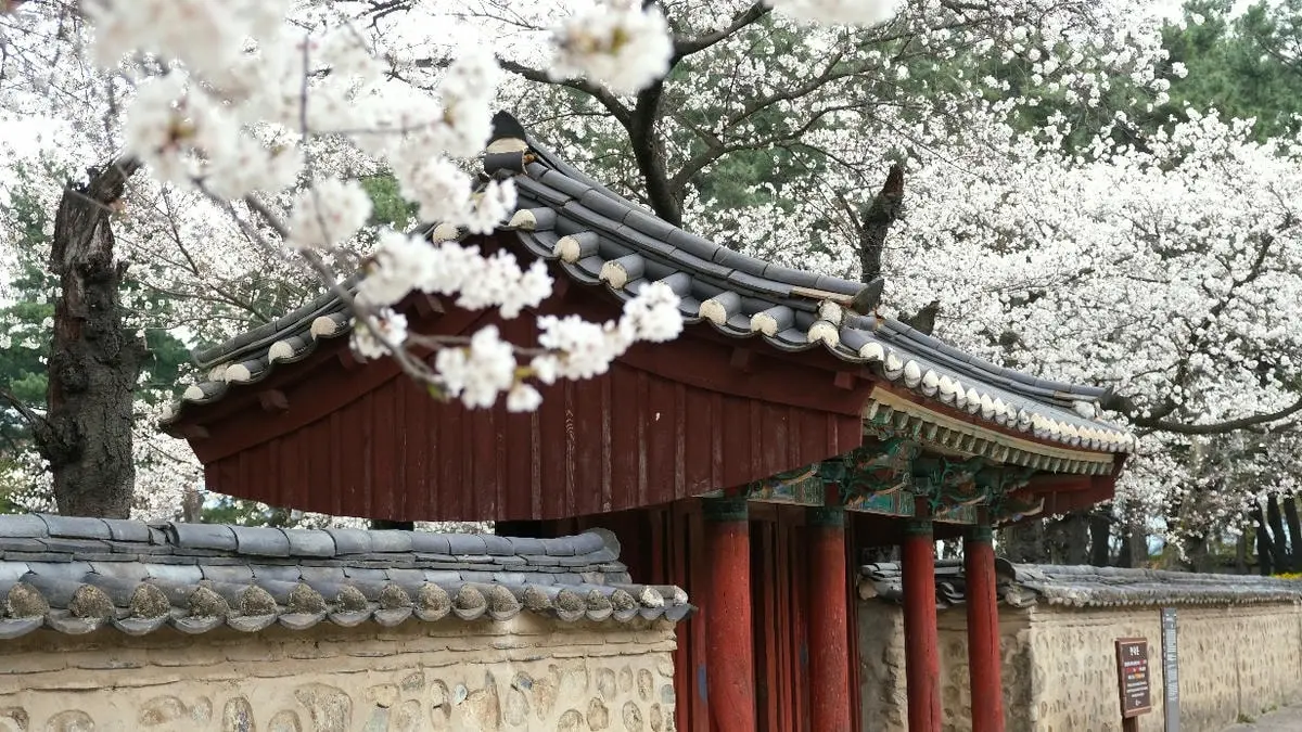 【慶州一日遊】7個慶州景點/詳細行程規劃/交通及景點地圖下載。特色活動和住宿,跟著我這樣玩! - 第2張圖