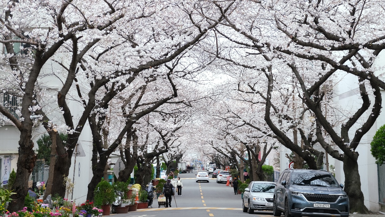 【釜山天氣攻略】天氣預報naver/四季穿著/雨備行程/適合的旅遊季節懶人包! - 第13張圖 釜山適合旅遊的季節 櫻花季