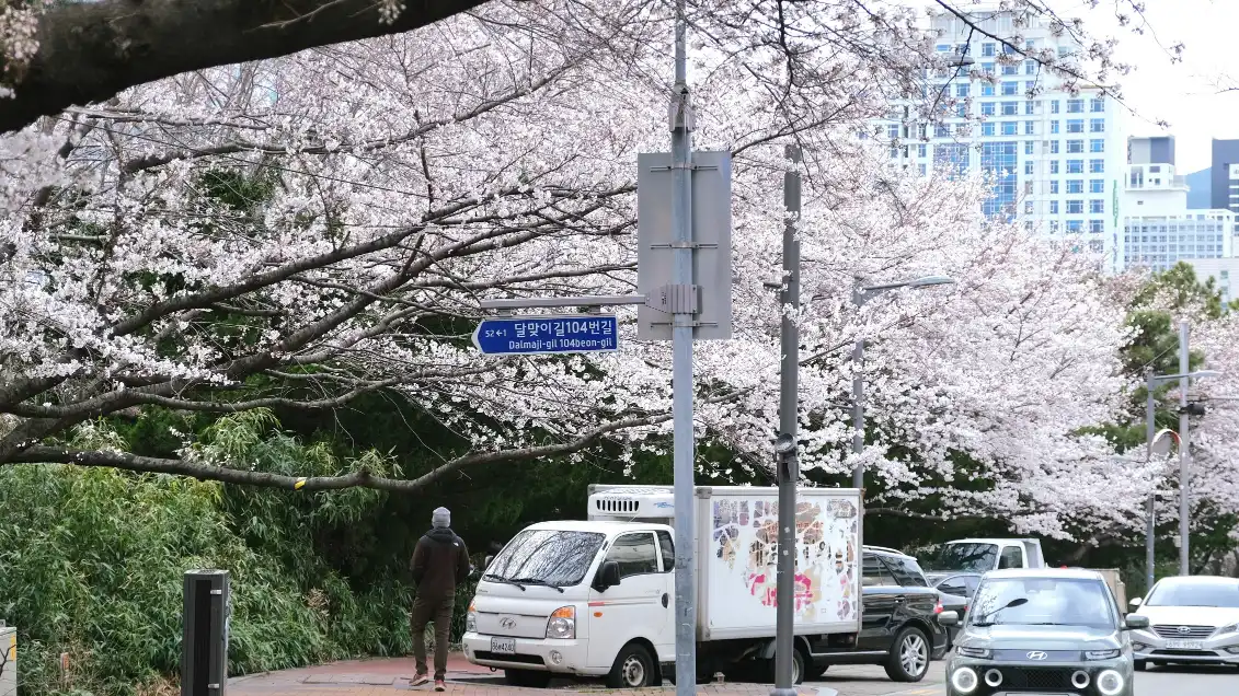 【尾浦站全攻略】交通、美食、附近釜山pass SPA景點,除膠囊列車還可以玩這些! - 第11張圖 海雲台迎月路