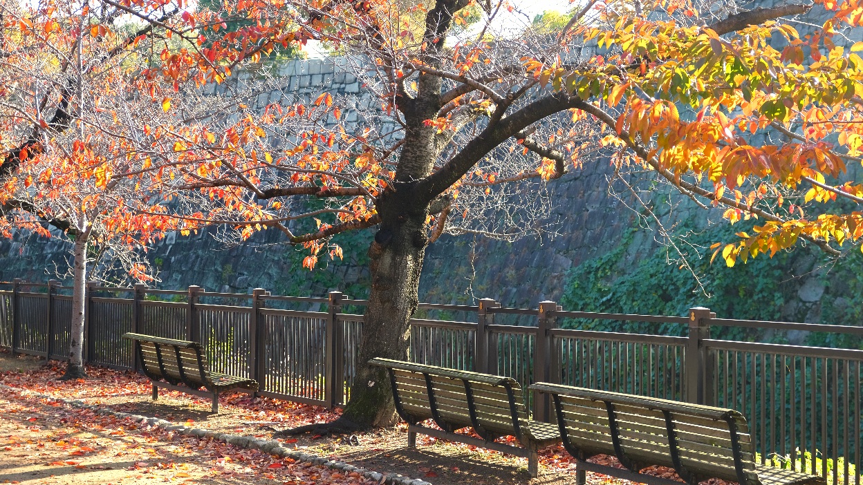 【大阪西之丸庭園】大阪城楓葉季景點/交通/門票攻略/大阪周遊券免費入園,更好拍天守閣的景點! - 第4張圖 西之丸庭園景觀