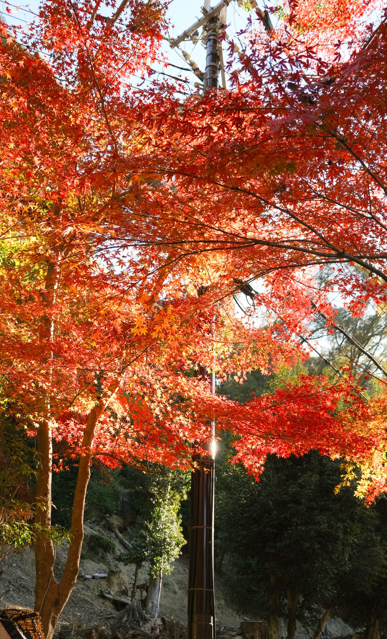 京都宇治佛德山興聖寺：上坡兩旁紅葉