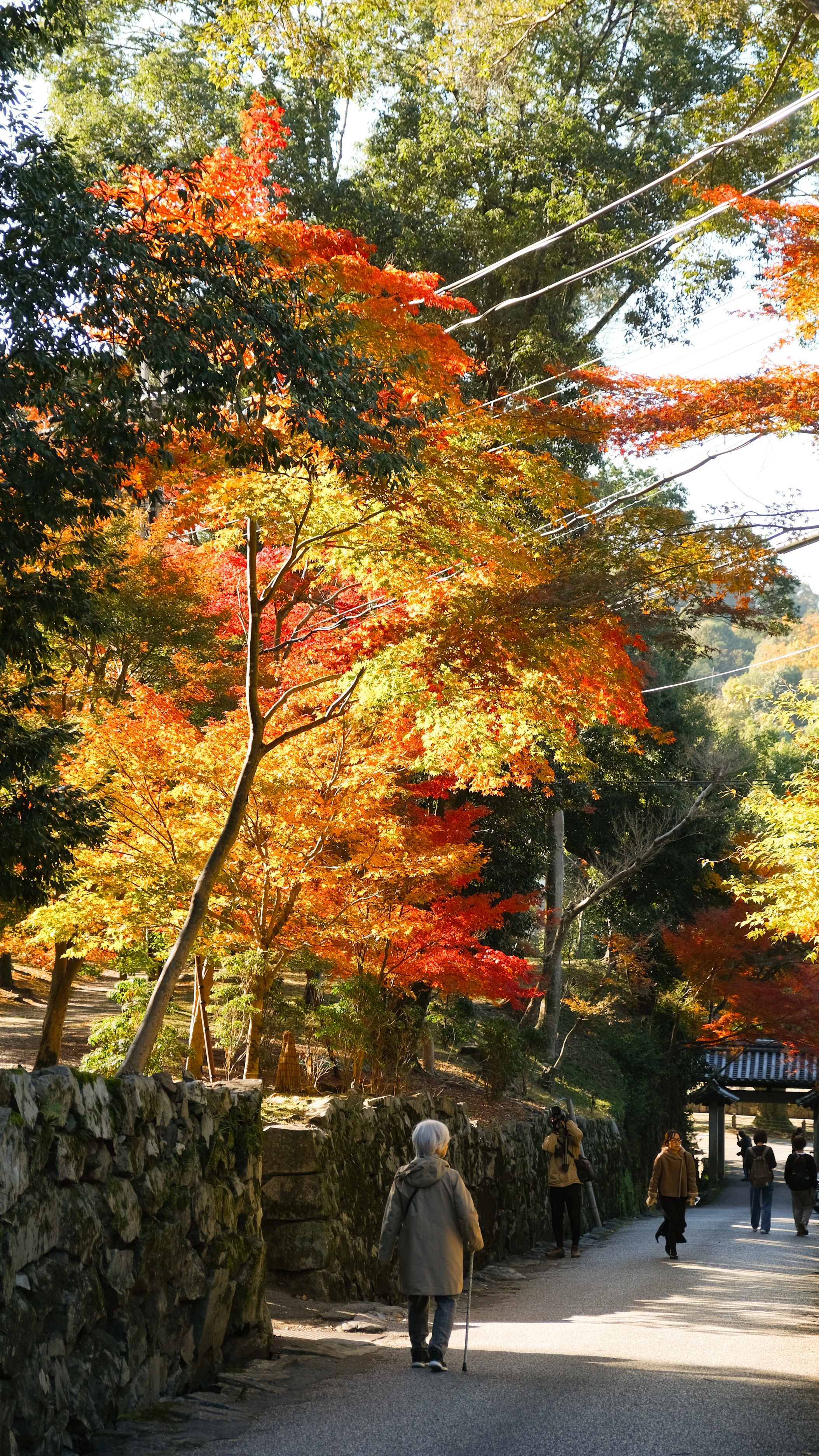 京都宇治佛德山興聖寺：上坡兩旁紅葉