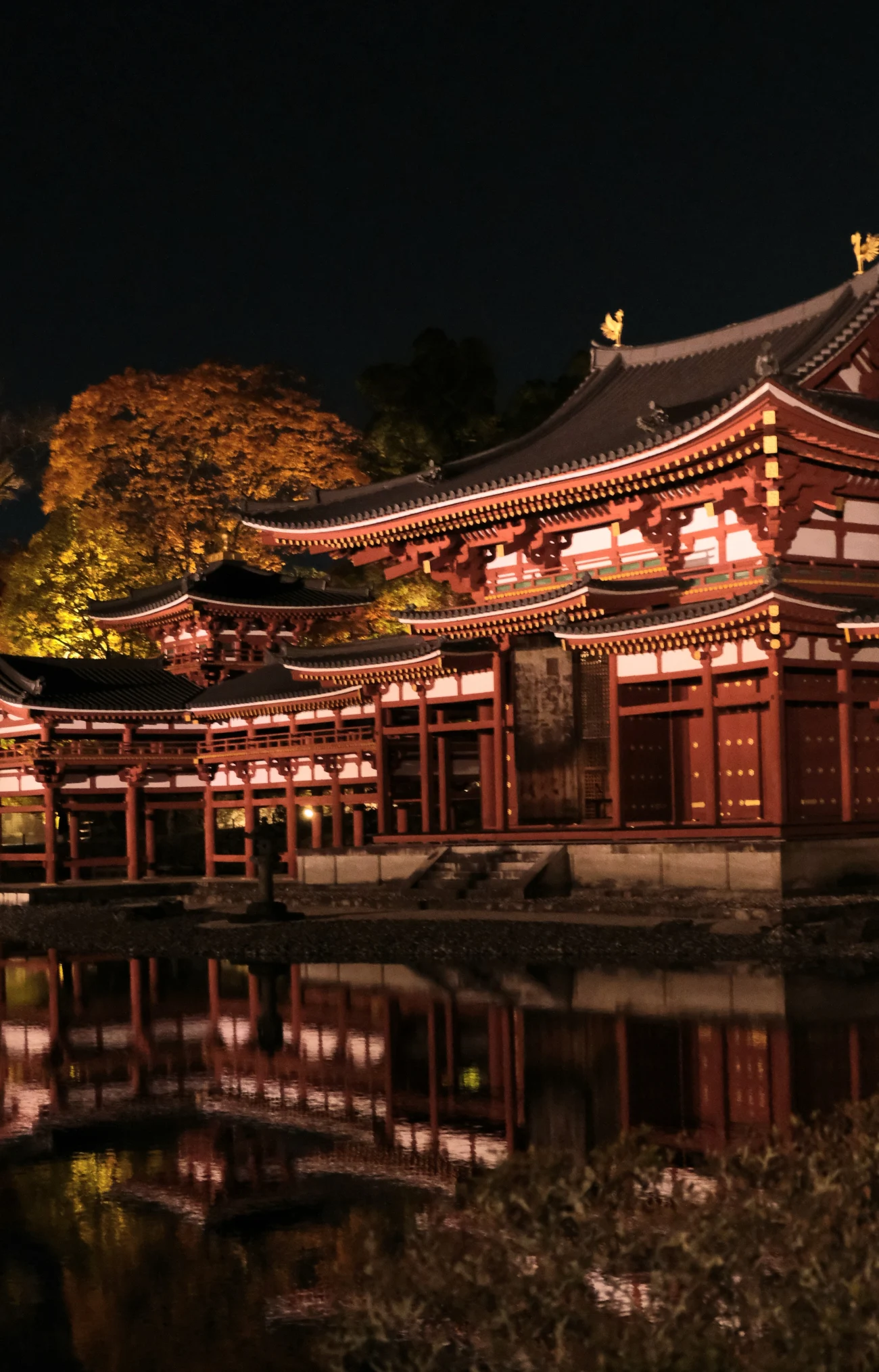 京都宇治平等院夜間參拜 鳳凰堂以及周圍紅葉的景色