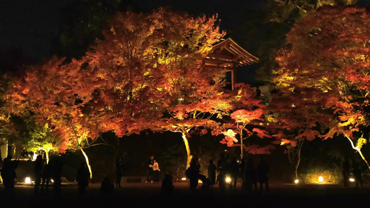 京都宇治平等院夜間參拜 鳳凰堂以及周圍紅葉的景色