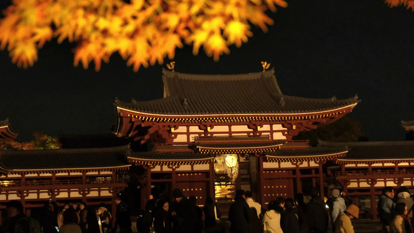 京都宇治平等院夜間參拜 鳳凰堂以及周圍紅葉的景色
