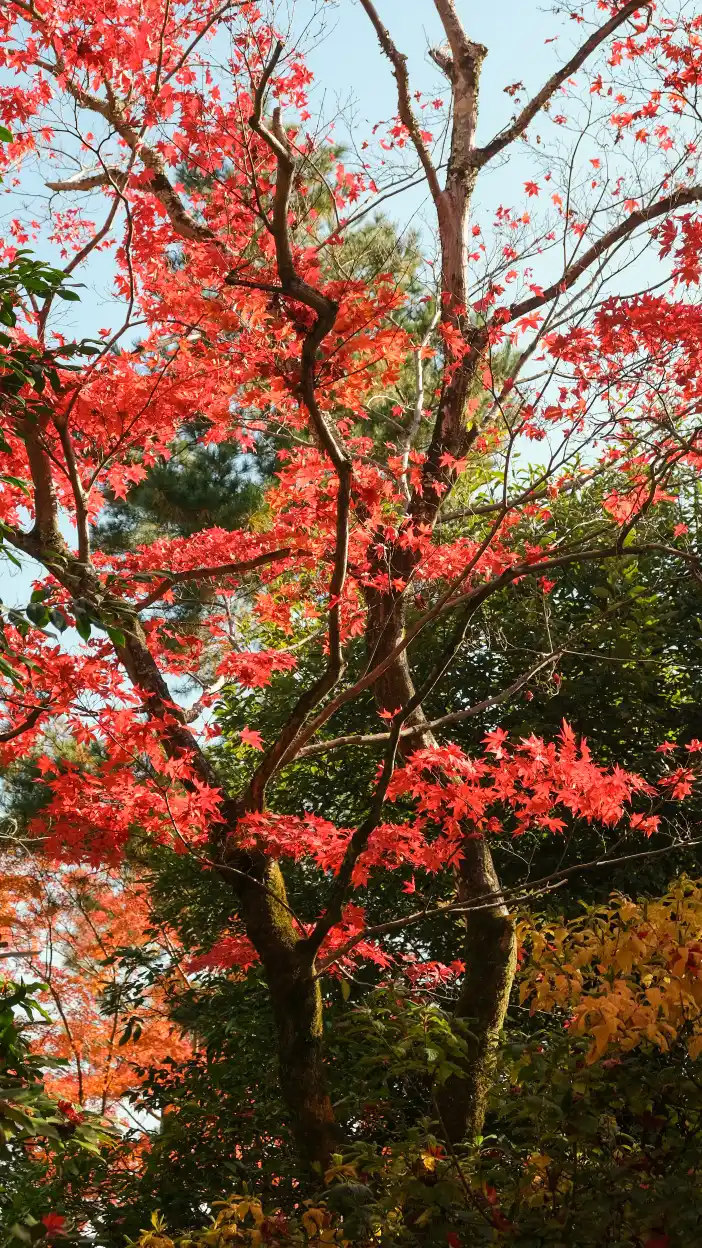 【京都嵐山賞楓】天龍寺4個點拍紅楓、避開人潮時間建議,京都世界遺產賞楓勝地! - 第12張圖 【京都嵐山賞楓】天龍寺4個點拍紅楓、避開人潮時間建議,京都世界遺產賞楓勝地!