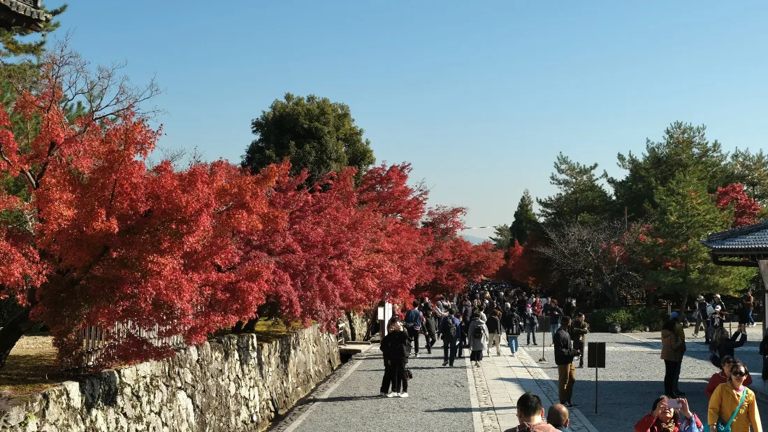 【京都嵐山賞楓】天龍寺4個點拍紅楓、避開人潮時間建議,京都世界遺產賞楓勝地! - 第20張圖 整排紅楓:園區通往出口
